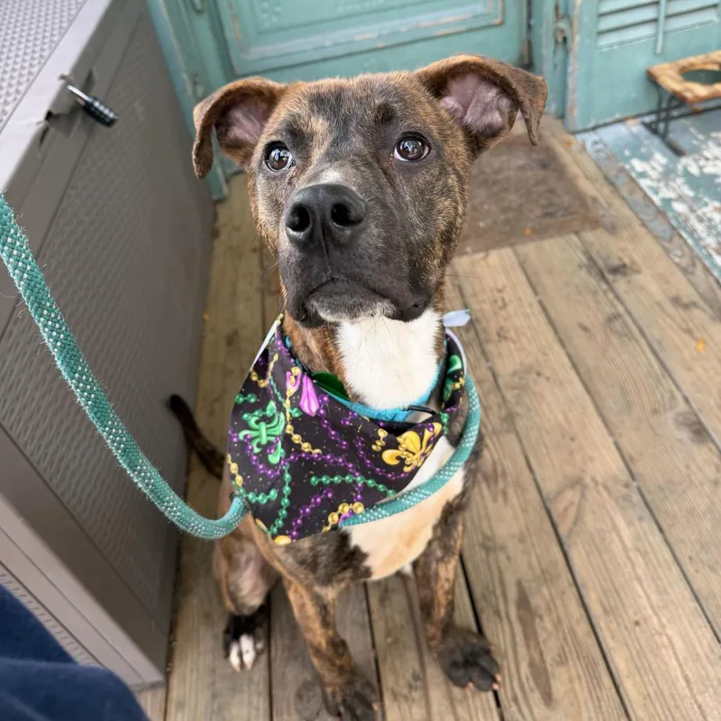 Keizer Fontaine thumbnail 5