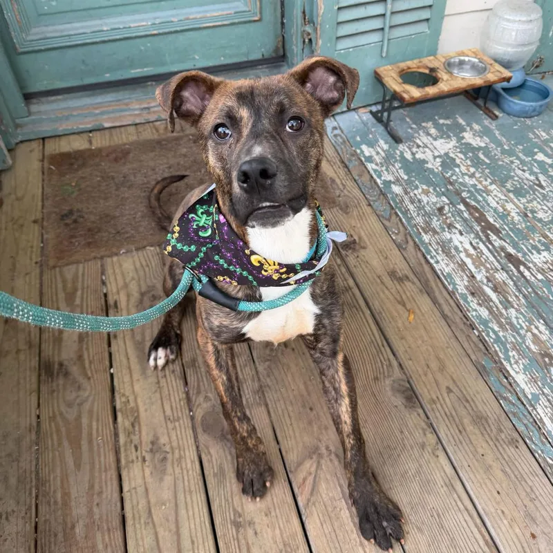 Keizer Fontaine thumbnail 6