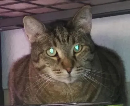 An adult medium-sized male Domestic Short Hair cat named Leo for adoption in Helendale, CA