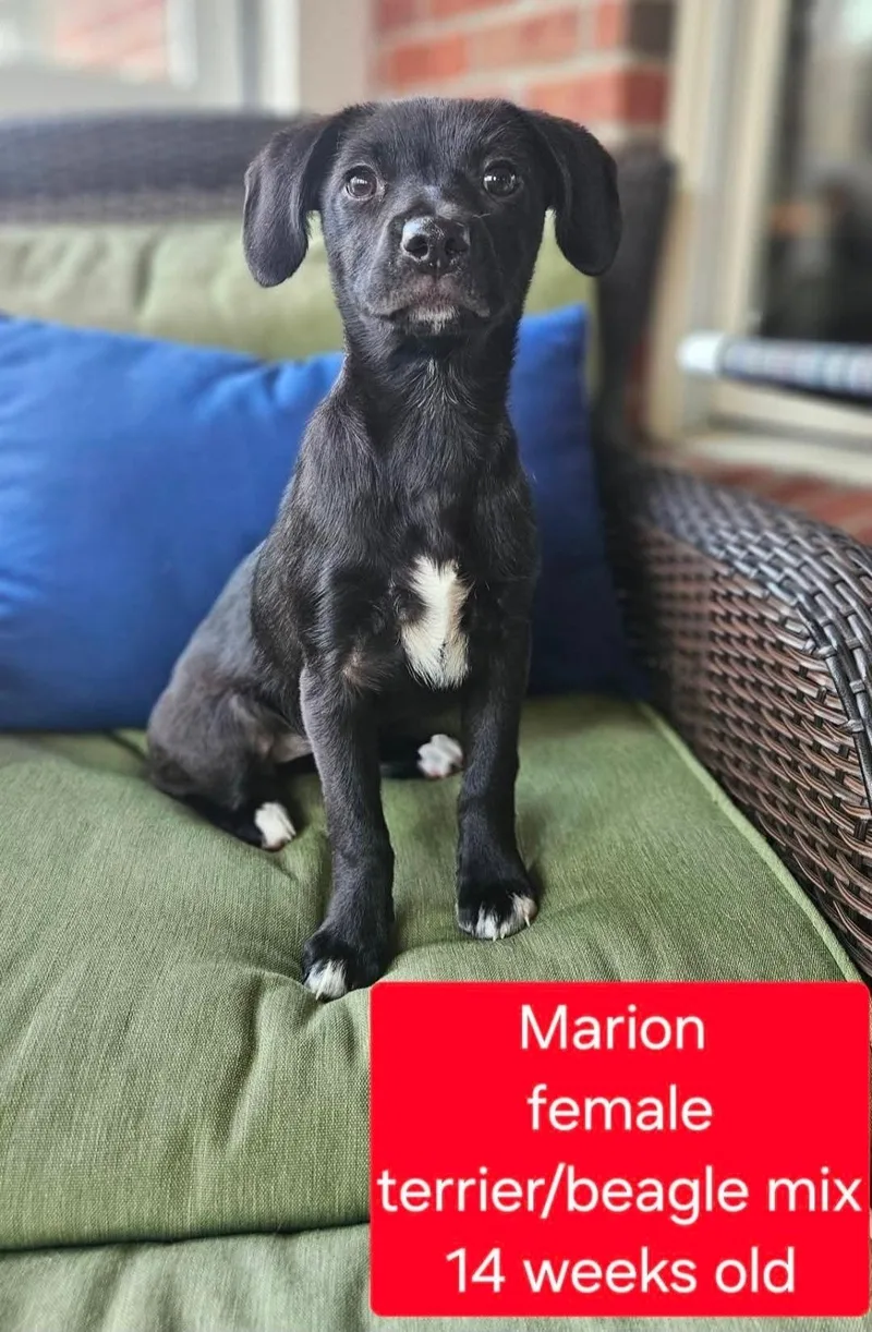 Marion