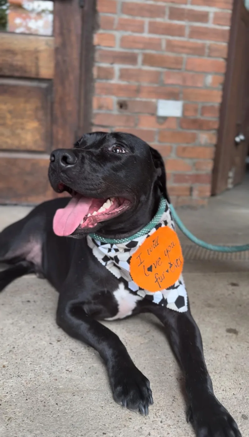 Lazarus  "russie Laz" thumbnail 2