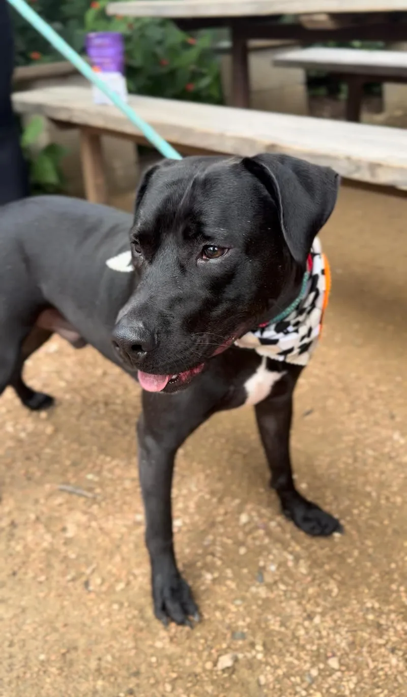 Lazarus  "russie Laz" thumbnail 4