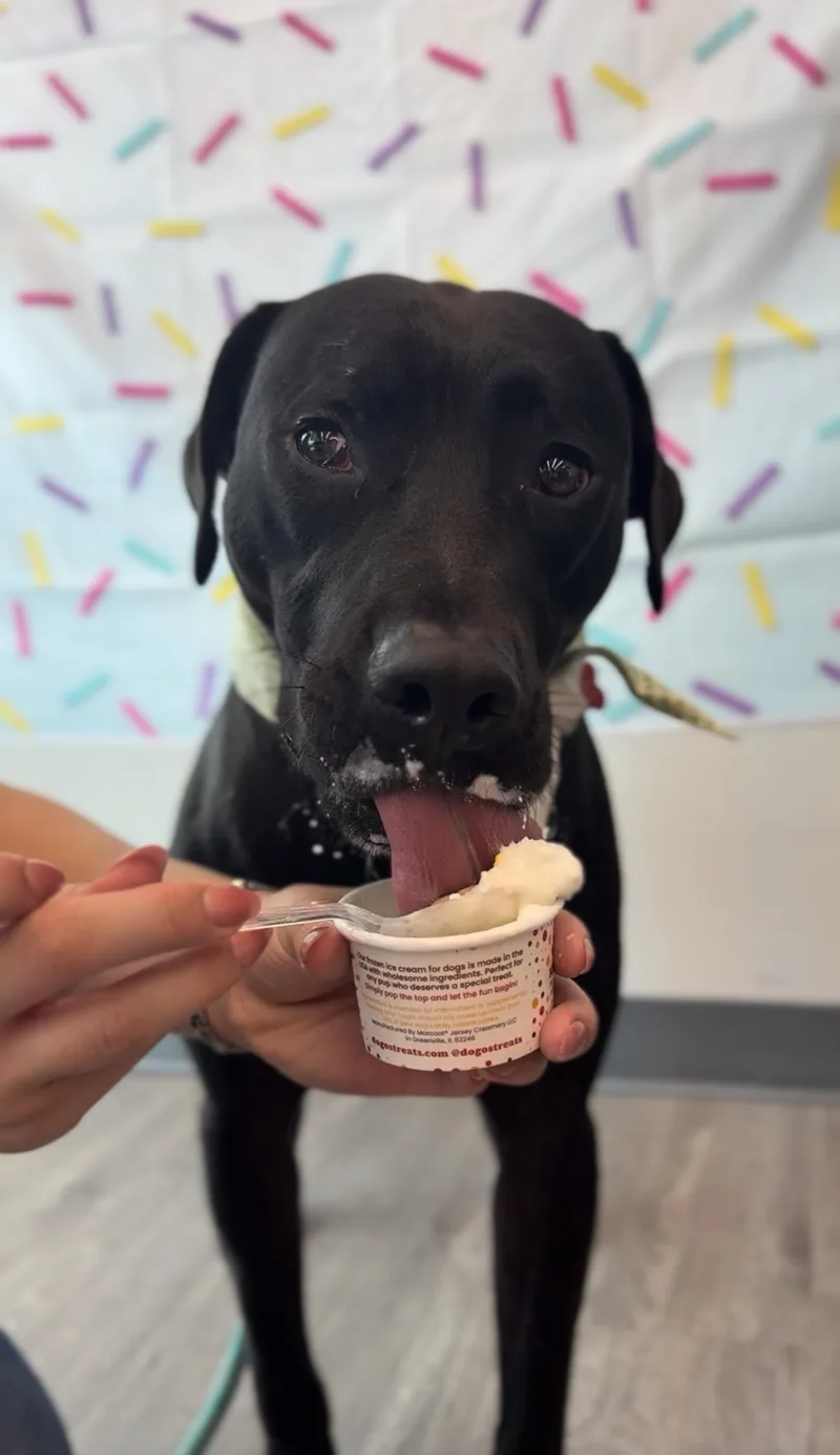 Lazarus  "russie Laz" thumbnail 5