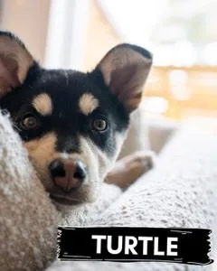 Turtle