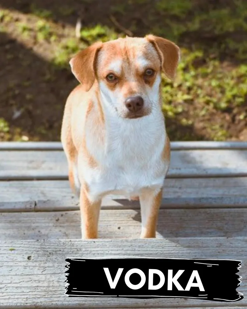 Vodka