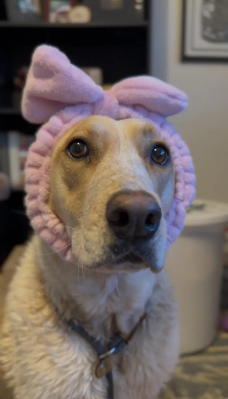 Sadie The Cotton Candy thumbnail 3