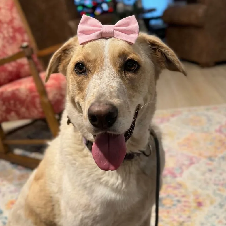 Sadie The Cotton Candy