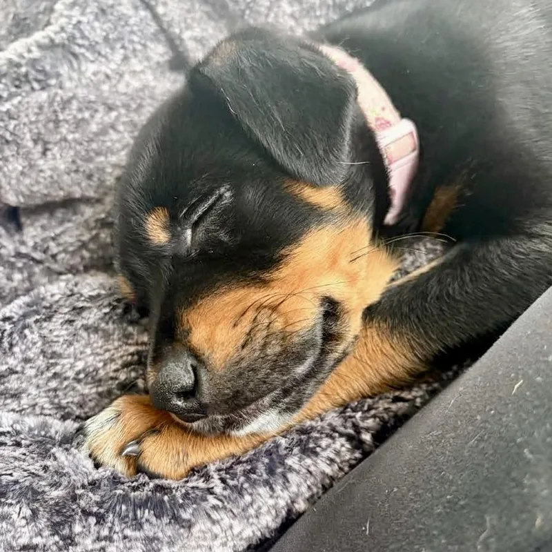 Stevie Nicks thumbnail 2