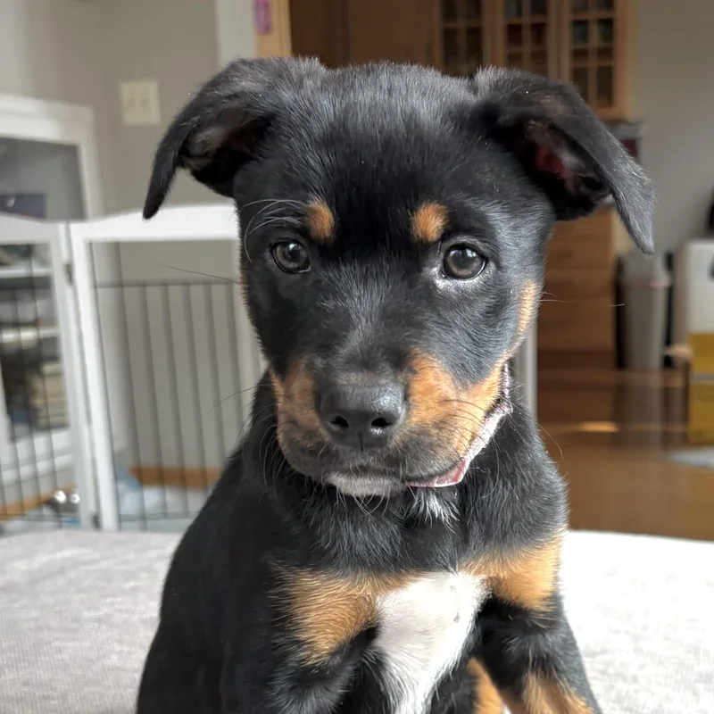 Stevie Nicks thumbnail 3