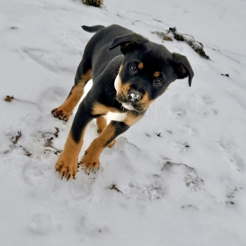 Stevie Nicks thumbnail 4