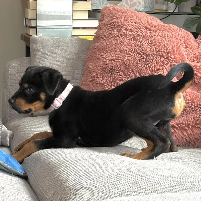 Stevie Nicks thumbnail 5