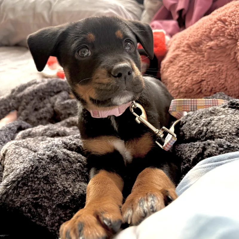 Stevie Nicks thumbnail 6