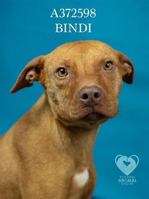 Bindi