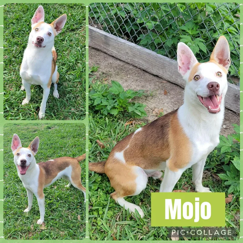 Mojo