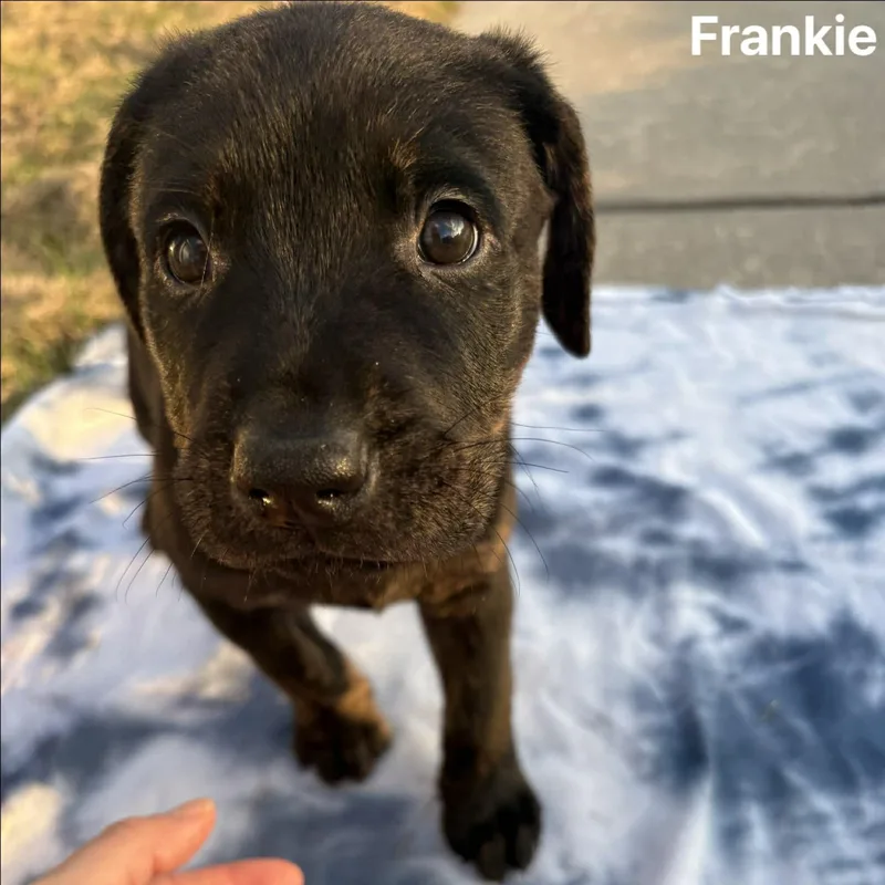 Frankie