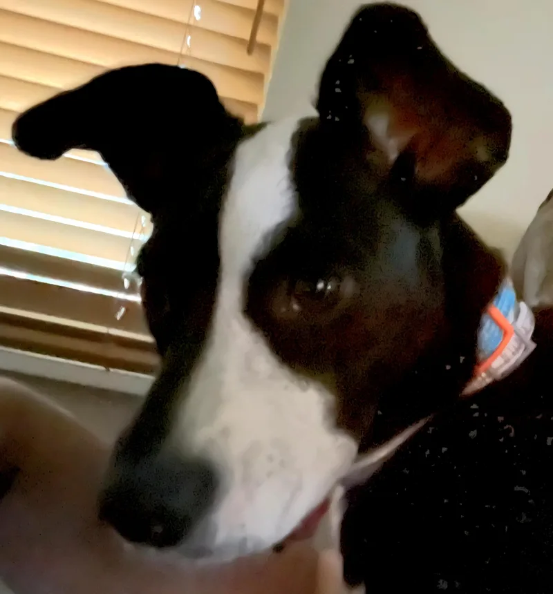 Millie M thumbnail 4