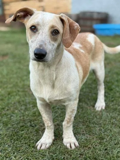 An adult small-sized male Basset Hound dog named Bingo for adoption in Morton Grove, IL