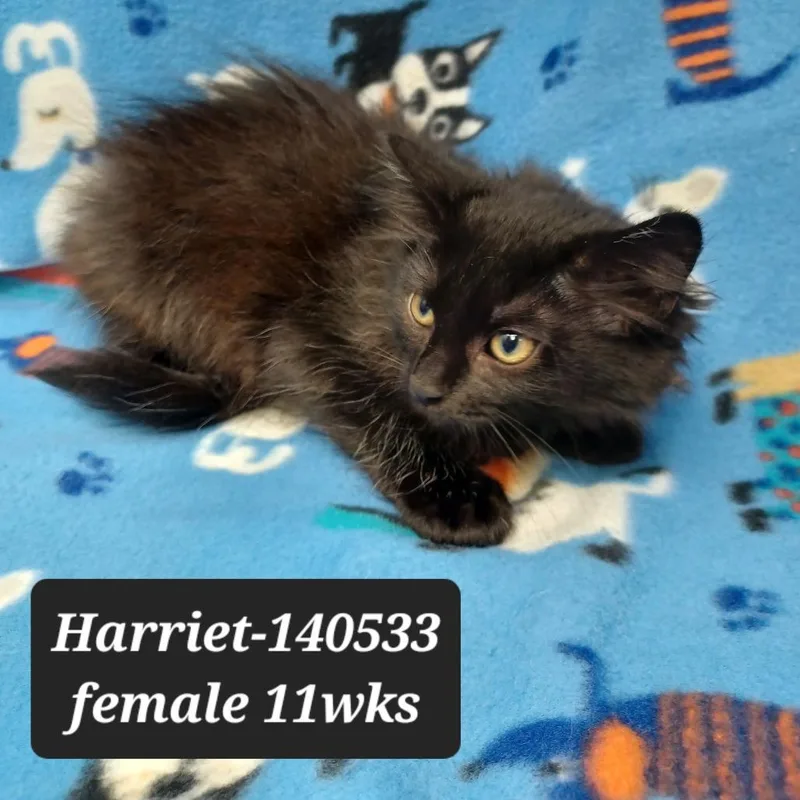 A baby small-sized female Domestic Short Hair cat named Harriet for adoption in New Tazewell, TN