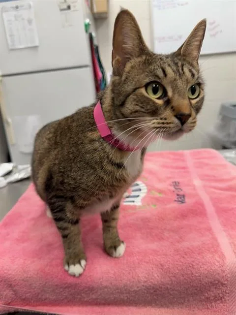 An adult small-sized female Domestic Short Hair cat named Eve for adoption in Peoria, IL