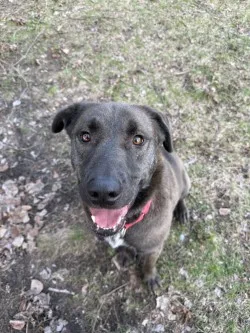 A young large-sized male Sable German Shepherd Dog dog named Bruno for adoption in Standish, MI