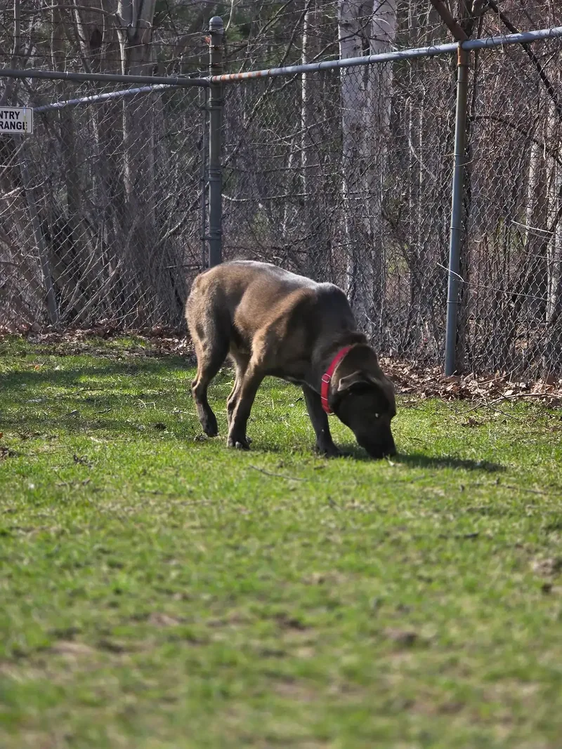 Bruno thumbnail 4