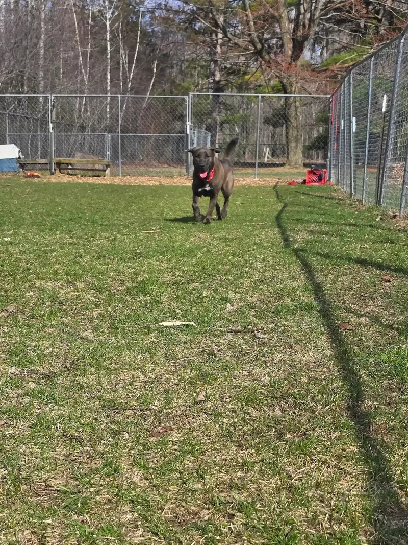 Bruno thumbnail 5