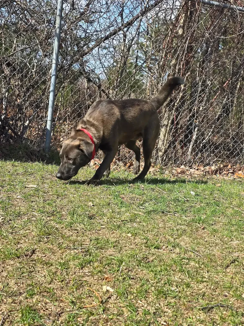 Bruno thumbnail 3