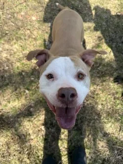 A senior large-sized female Tan / White Pit Bull Terrier dog named Baby for adoption in Standish, MI