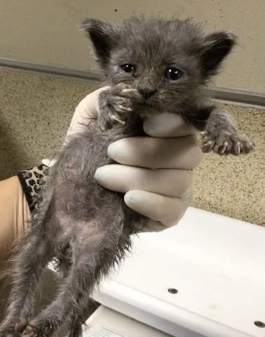 A young small-sized male Domestic Short Hair cat named Glizzy for adoption in Riverside, CA