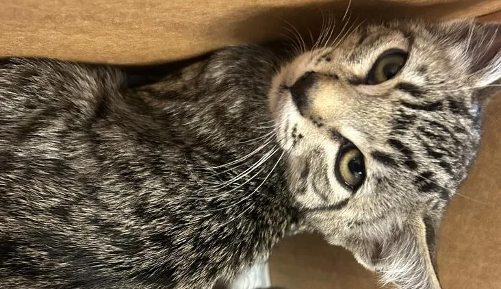 A young small-sized male Tabby (Brown / Chocolate) Domestic Short Hair cat named Franz for adoption in Ontario, CA