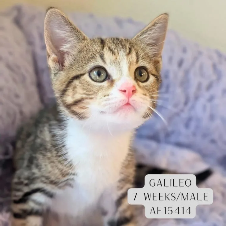A young medium-sized male Tabby (Brown / Chocolate) Domestic Short Hair cat named Galileo for adoption in Supply, NC