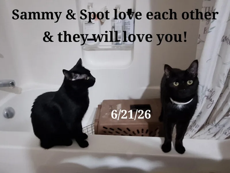 Sammy and Spot thumbnail 3