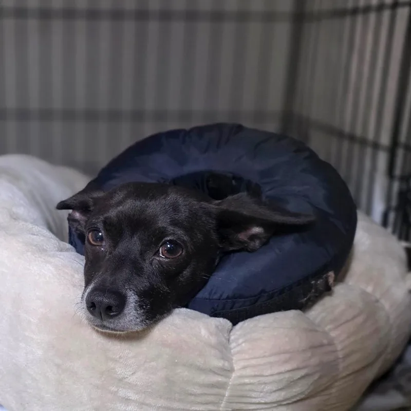 Coco Lopez thumbnail 2