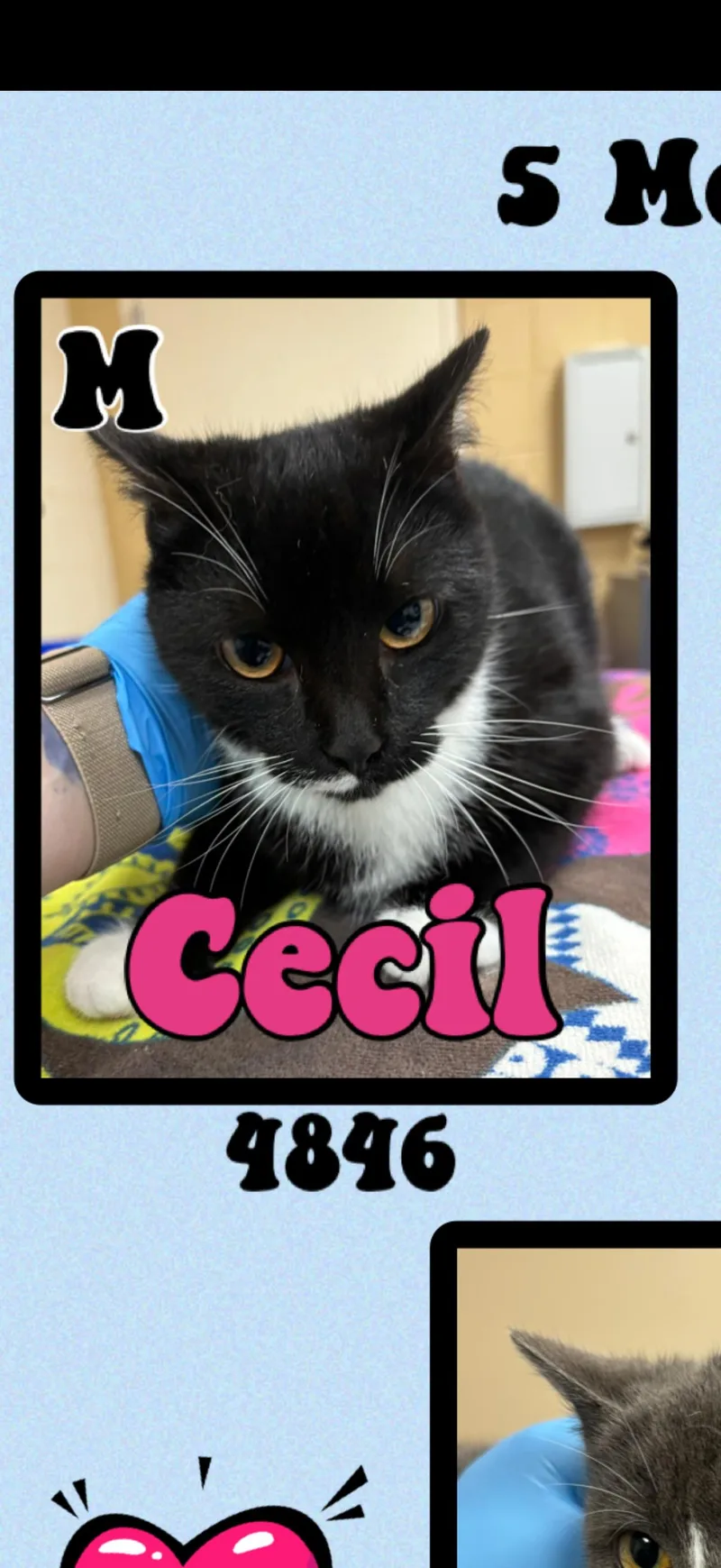 Cecil