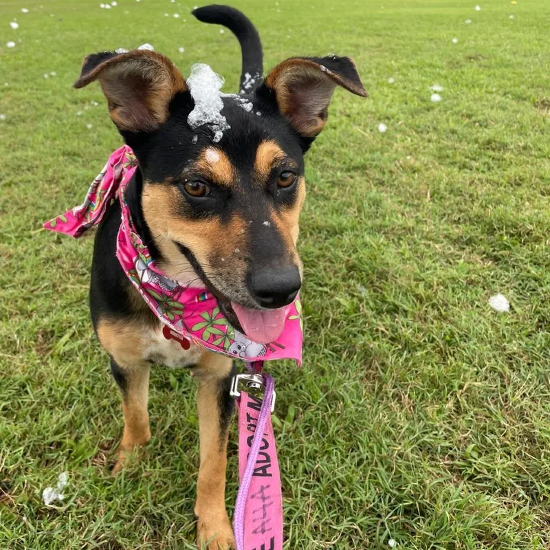 Hina Lani thumbnail 3