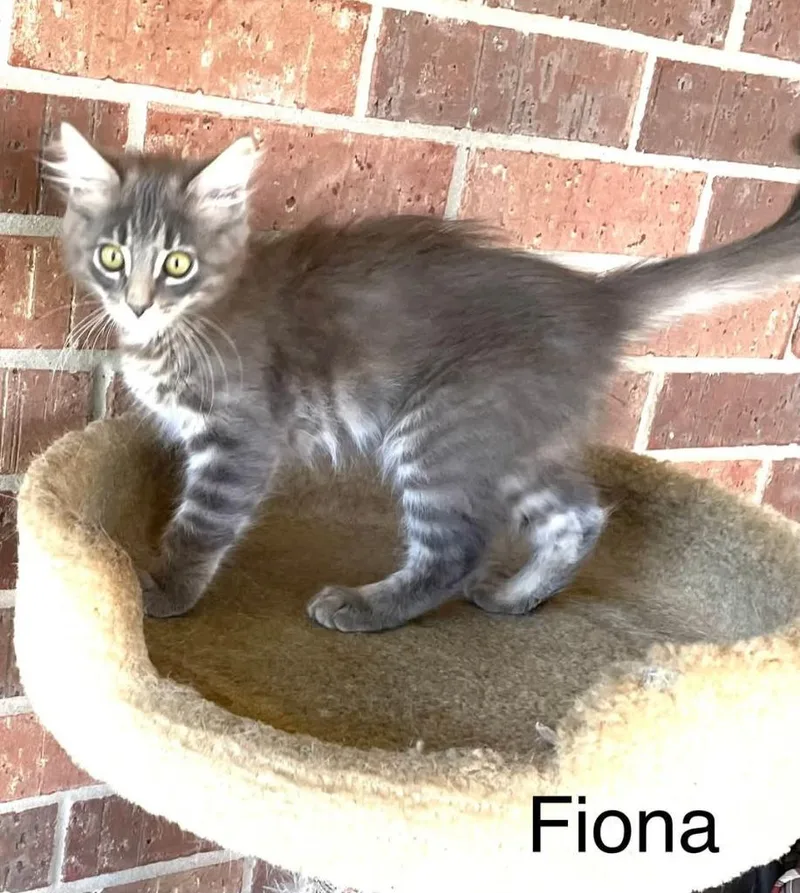 Fiona thumbnail 2