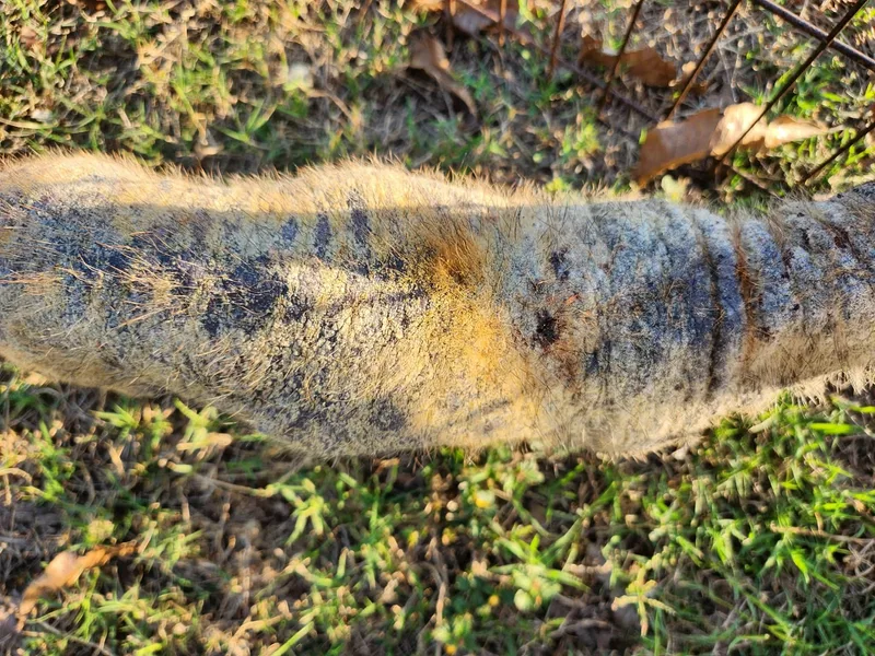 Tuna Turner thumbnail 3