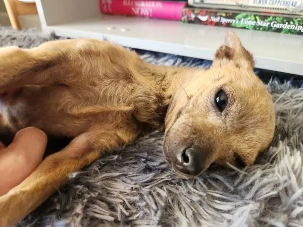 Tuna Turner thumbnail 4