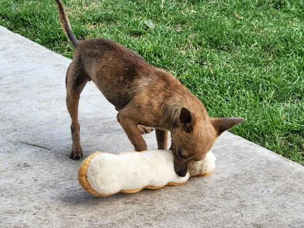 Tuna Turner thumbnail 5