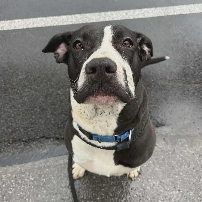 Licorice thumbnail 2