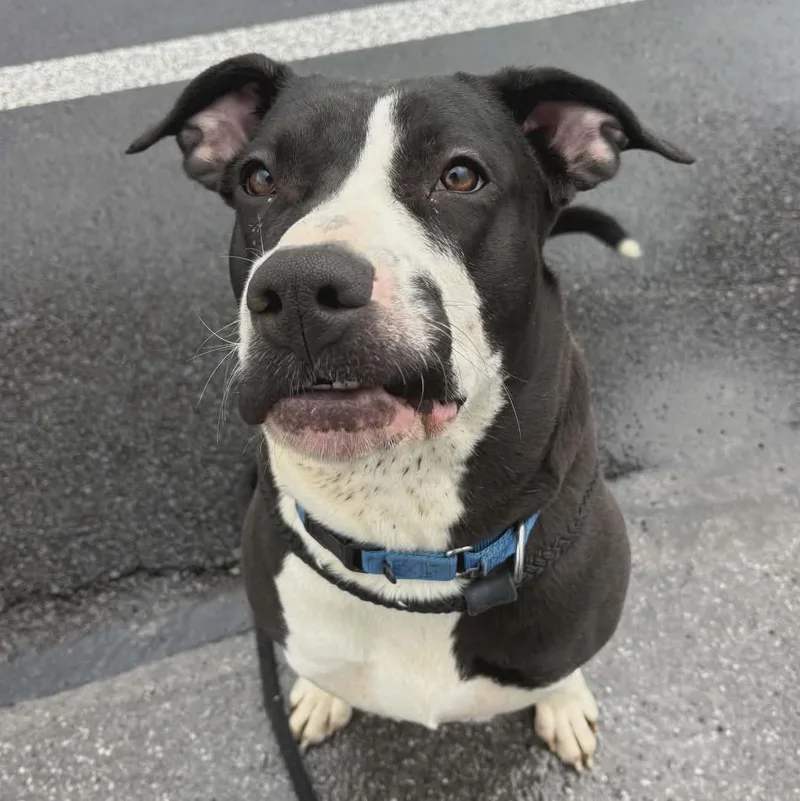 Licorice thumbnail 3