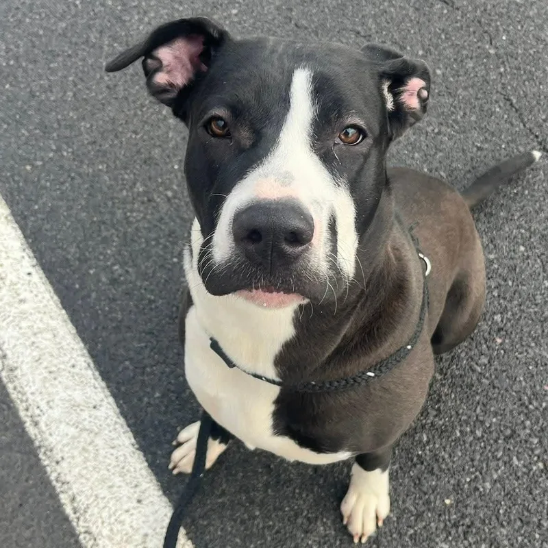 Licorice thumbnail 4