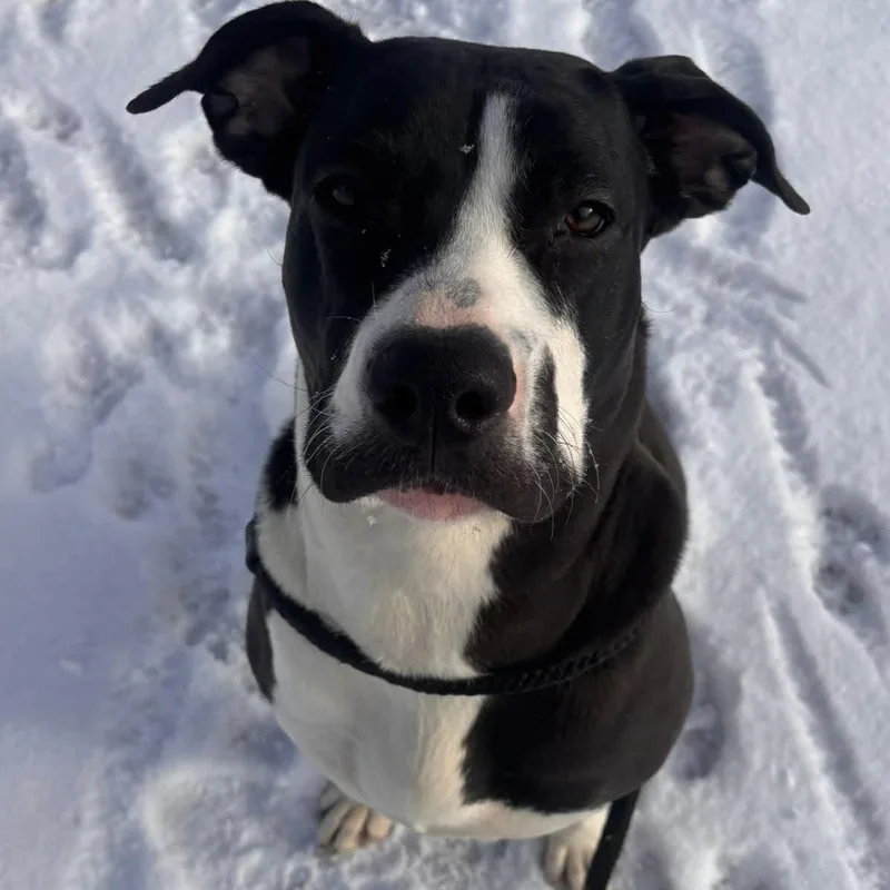 Licorice thumbnail 5