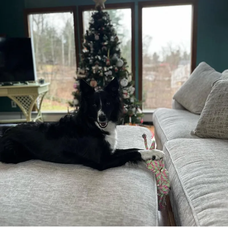 Jack  Courtesy Listing thumbnail 3