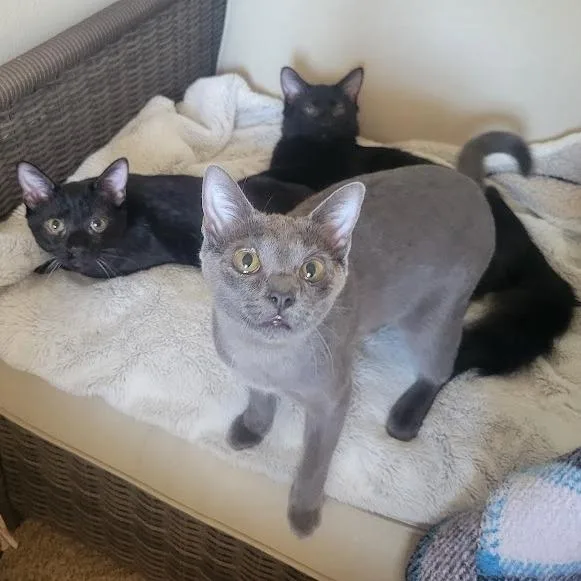 Flower Power thumbnail 2