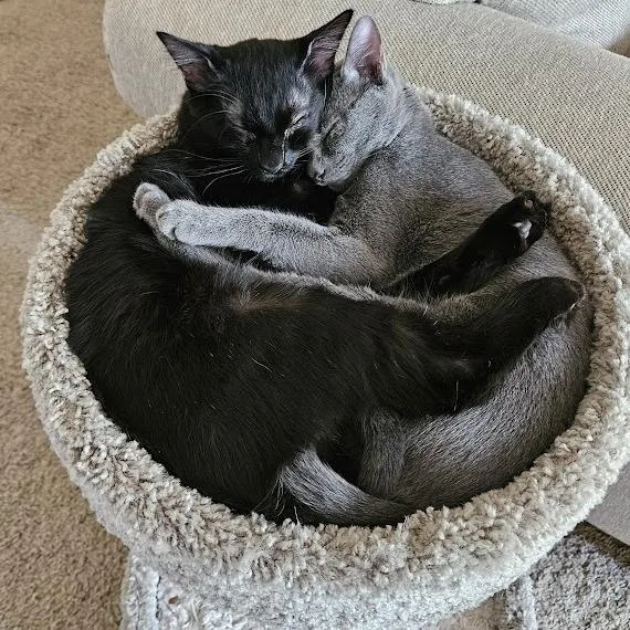 Flower Power thumbnail 6