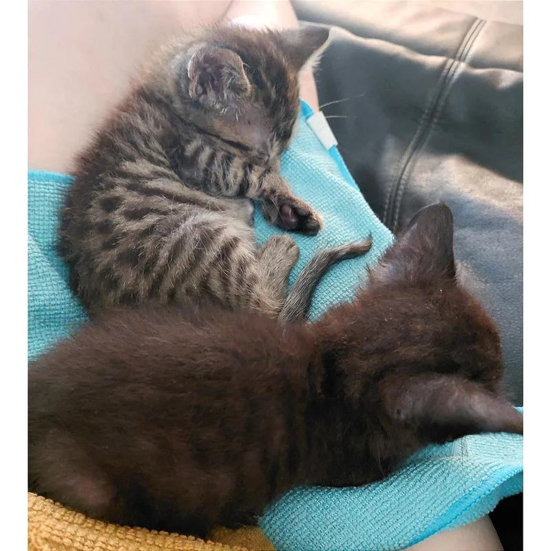 Wonderful Wilbur thumbnail 2