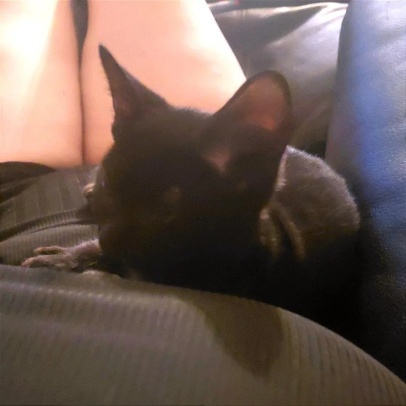 Wonderful Wilbur thumbnail 3