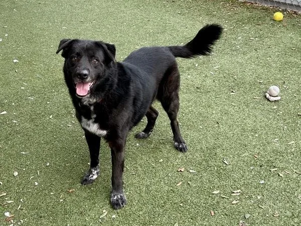 Silly Goose thumbnail 2