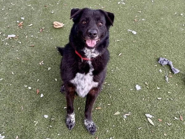 Silly Goose thumbnail 3